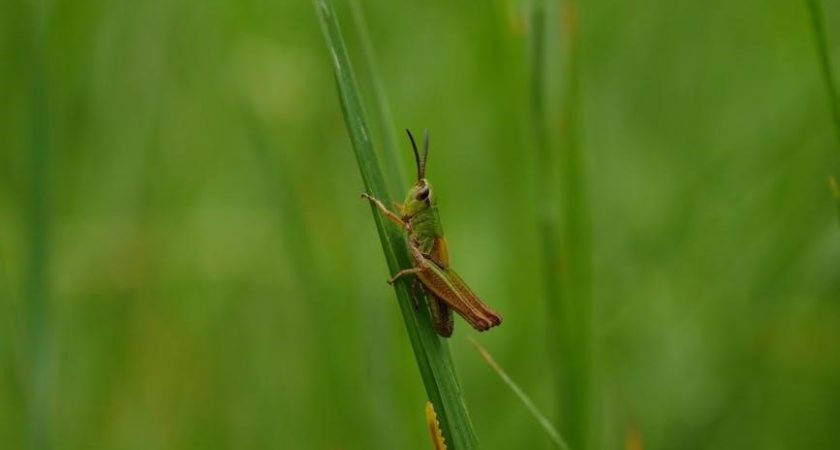 sevin lawn insect granules application instructions