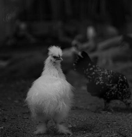 storeys chicken guide