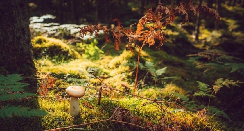 all in one mushroom grow bag instructions