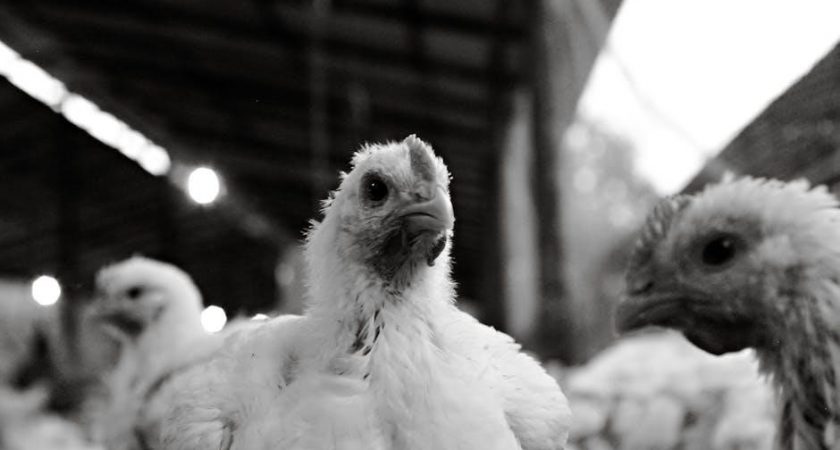 layer chicken feeding guide pdf